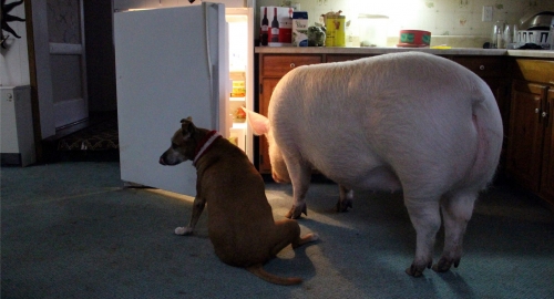 Ester-Čudesna svinja Foto: Facebook /Esther the Wonder Pig | Foto: 