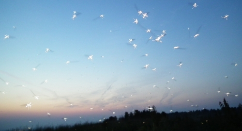"Priroda Srbije" | Foto: 