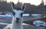 lama