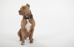 Pit bul