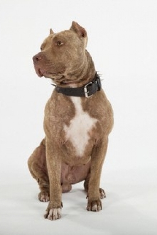 Pit bul