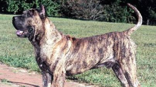Presa Canario