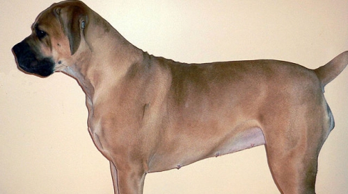 Boerboel