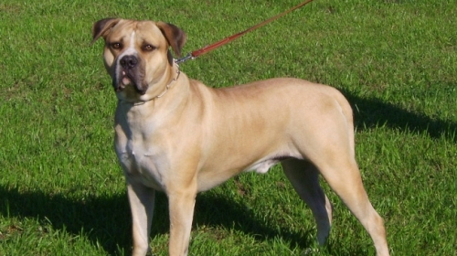 Američki buldog