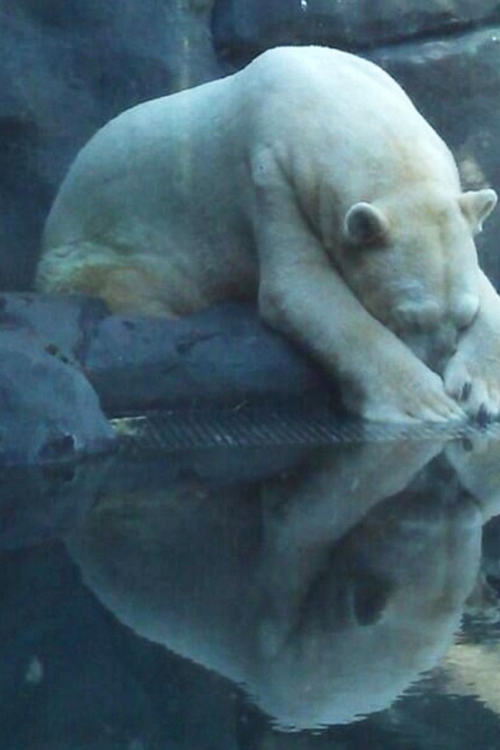 Arturo, najtužniji polarni medved na svetu