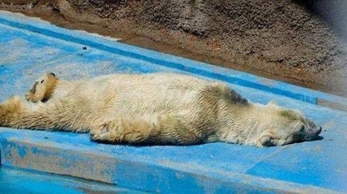 Arturo, najtužniji polarni medved na svetu