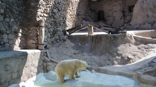 Arturo, najtužniji polarni medved na svetu