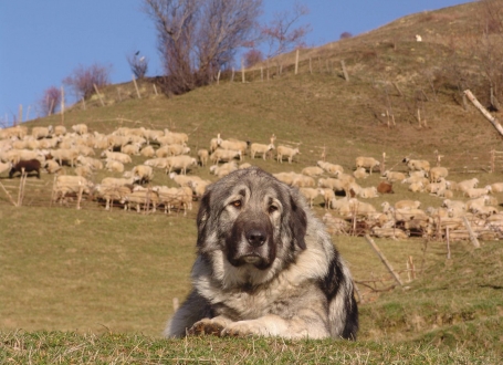 Šarplaninac