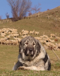 Šarplaninac