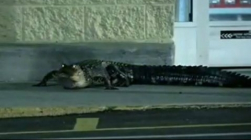krokodil aligator
