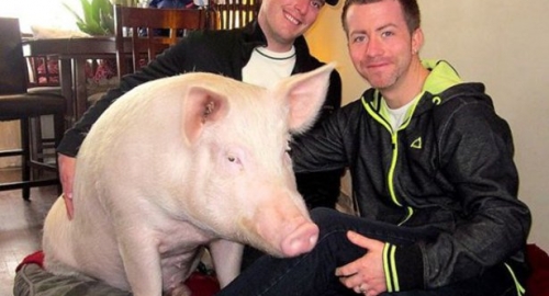 Prase Foto: www.bromygod.com | Foto: 