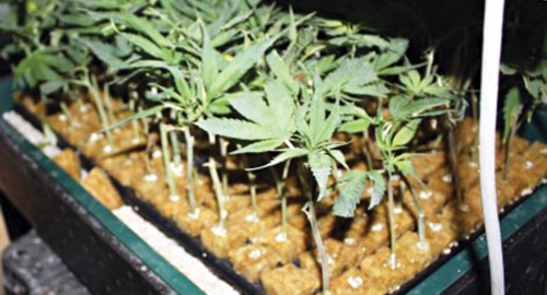 Marihuana
