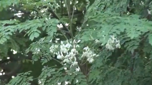 Moringa