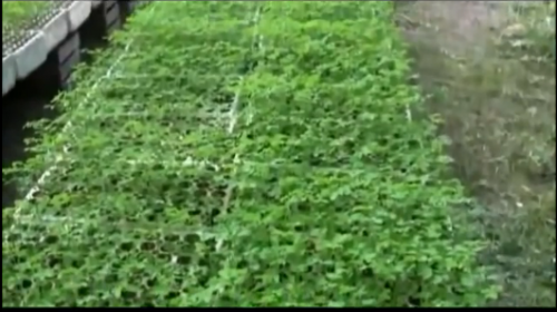 Moringa