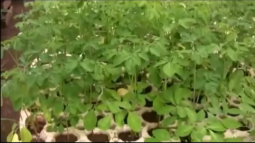 Moringa