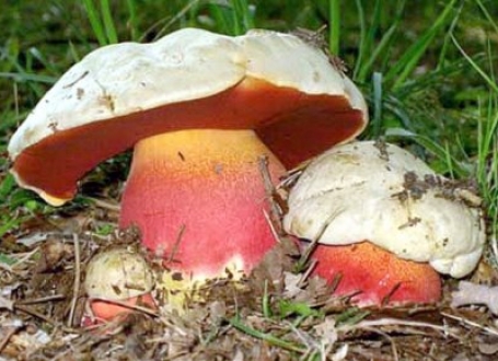 pečurke