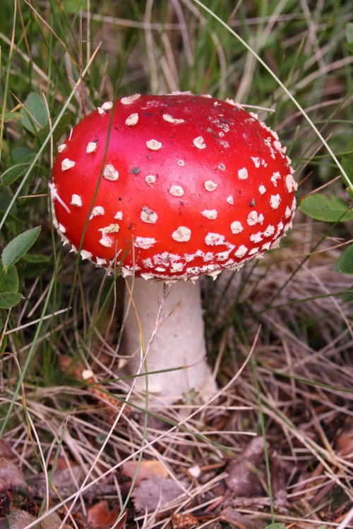 pečurka