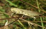 Skakavac