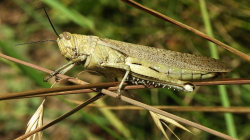 Skakavac