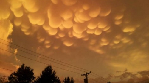 Mamatus oblaci