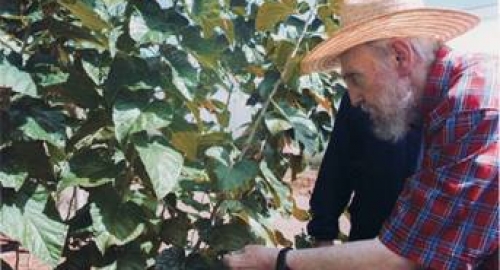Gadne ptice, ni glava me ne boli - Fidel Kastro