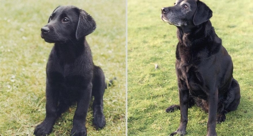 Braća Lukston | Foto: 