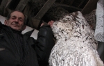 Milija Bejić i njegova kruška | Foto: Suzana Božinović