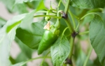 Paprika