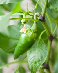 Paprika