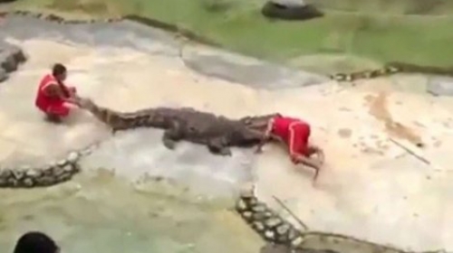 krokodil pojeo trenera