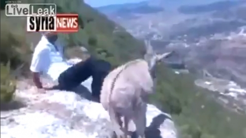 Magarac nije uspeo da se izbori za svoj život
