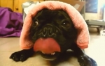 Francuski buldog | Foto: Printscreen Youtube