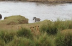 zebra i lavovi
