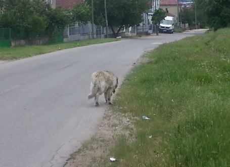 Šarplaninac