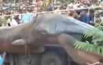 Čudovište iz Vijetnama | Foto: Printscreen Youtube