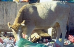 Krave, Sutomore