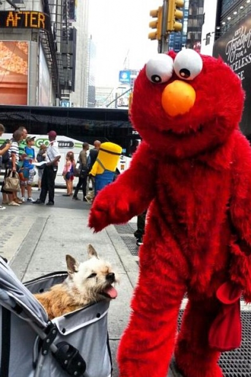 Elmo Foto: Facebook