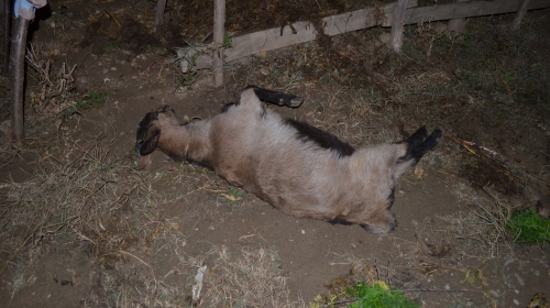 Jedan od dva jarca koja su živa izgorela!