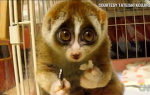 spori loris