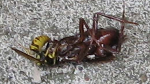 Insekti na vrućini