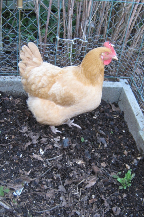 kokoška