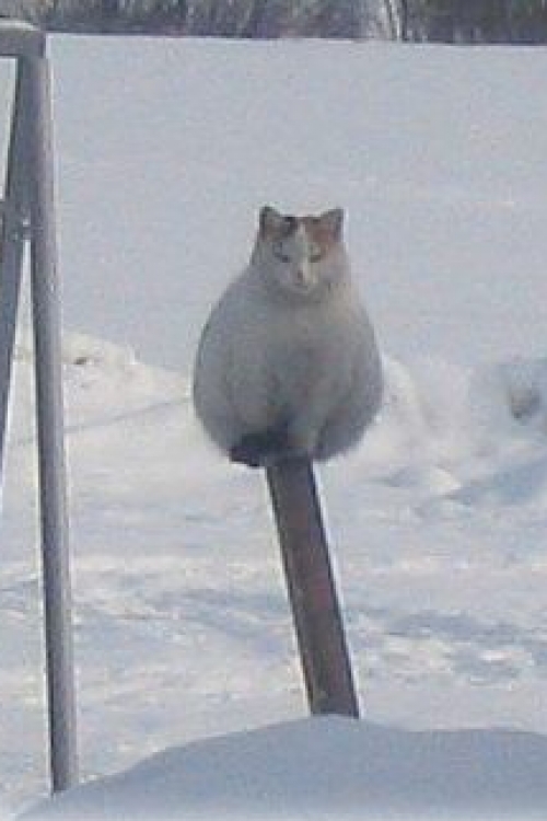 hh