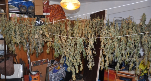 droga marihuana