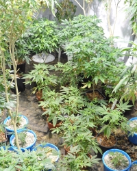 droga marihuana