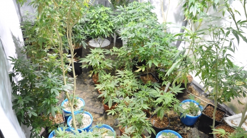 droga marihuana