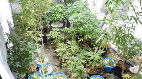droga marihuana