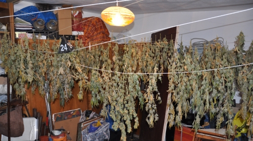 droga marihuana