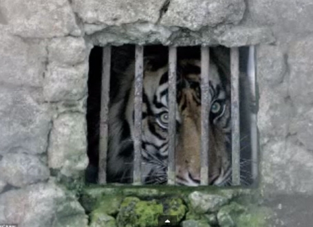 Najsuroviji zoo vrt na svetu
