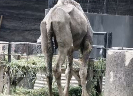 Najsuroviji zoo vrt na svetu
