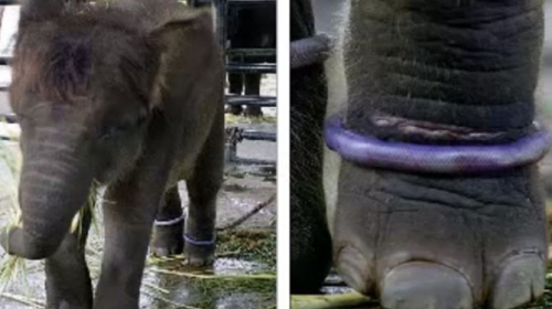 Najsuroviji zoo vrt na svetu